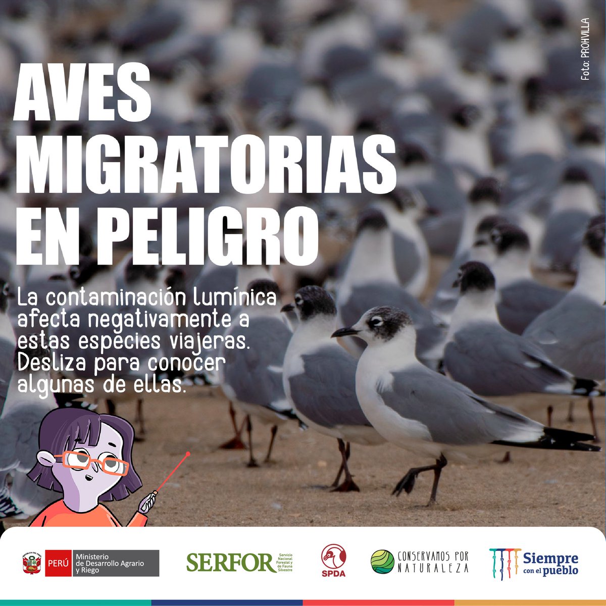 SerforPeru's tweet photo. #DMAM2022🐦🌃Esta noche, miles de aves migrarán. Pero, muchas no llegarán a sus destinos.
La contaminación lumínica desorienta a estas especies, provocando su agotamiento, depredación y colisión letal.
▶️Conoce algunas aves migratorias víctimas de la contaminación lumínica. (1/3) https://t.co/xNq4o9Im0o