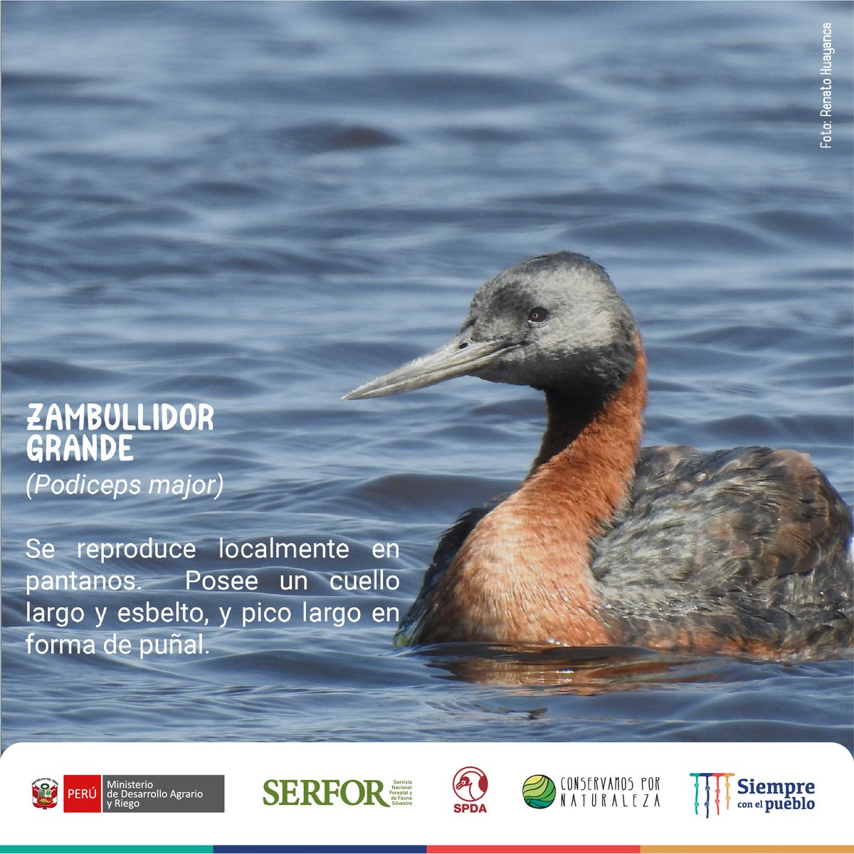 SerforPeru's tweet photo. #DMAM2022🐦🌃Esta noche, miles de aves migrarán. Pero, muchas no llegarán a sus destinos.
La contaminación lumínica desorienta a estas especies, provocando su agotamiento, depredación y colisión letal.
▶️Conoce algunas aves migratorias víctimas de la contaminación lumínica. (1/3) https://t.co/xNq4o9Im0o