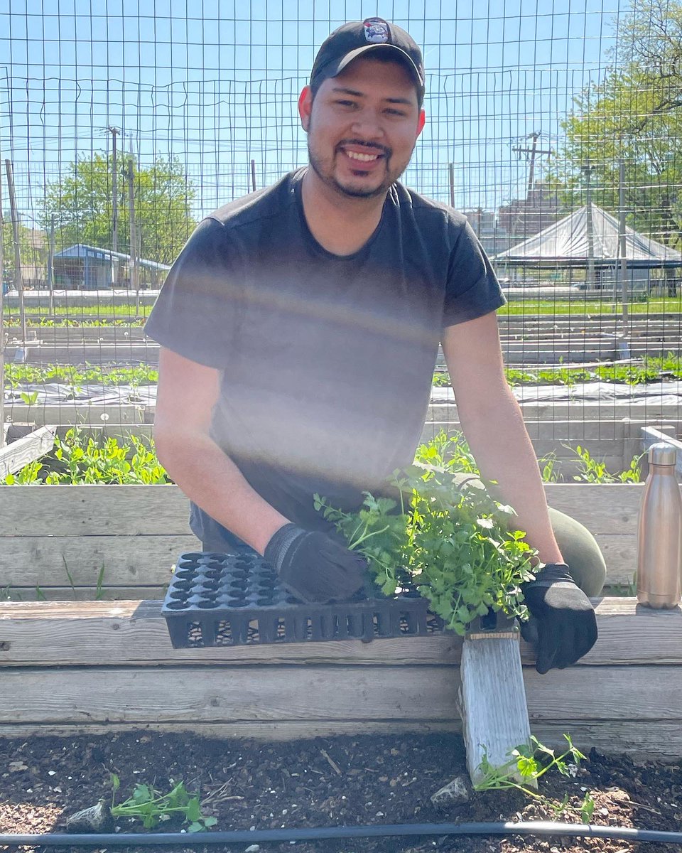 UrbanAutismSol's tweet photo. Our friends at @apologueliqueurs came out to #GrowingSolutionsFarm today to plant some #celeryroot. Apologue uses celery root grown on the farm for their Celery Root Liqueur. Great in #bloodymarys Thank you for helping out!! #volunteer #urbanfarm #weeding #urbanautismsolutions https://t.co/oDpIT7pANp