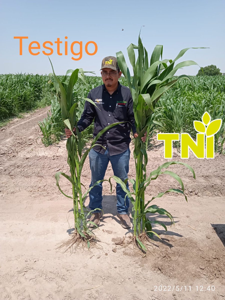 _mazcorro's tweet photo. La inoculacion de las semillas con micorrizas proporcionan beneficios al suelo y a las plantas para los escépticos que no confían en la microbiologia https://t.co/3PcfB8txTl