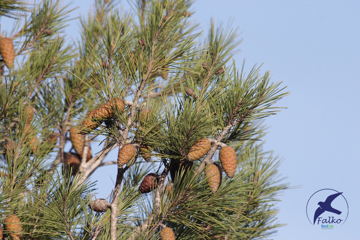 Falko_BirdLifeM's tweet photo. Join us for a training session on #citizenscience and learn how you can help save nature! We'll also take part in the first annual Aleppo Pine survey at Foresta 2000. If you're between the ages of 14-24 sign up to help us carry out the survey: https://t.co/QvAZBMZZNZ. https://t.co/RvaPyTUxsA