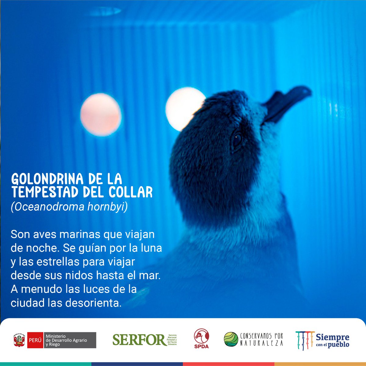 SerforPeru's tweet photo. #DMAM2022🐦🌃Esta noche, miles de aves migrarán. Pero, muchas no llegarán a sus destinos.
La contaminación lumínica desorienta a estas especies, provocando su agotamiento, depredación y colisión letal.
▶️Conoce algunas aves migratorias víctimas de la contaminación lumínica. (1/3) https://t.co/xNq4o9Im0o