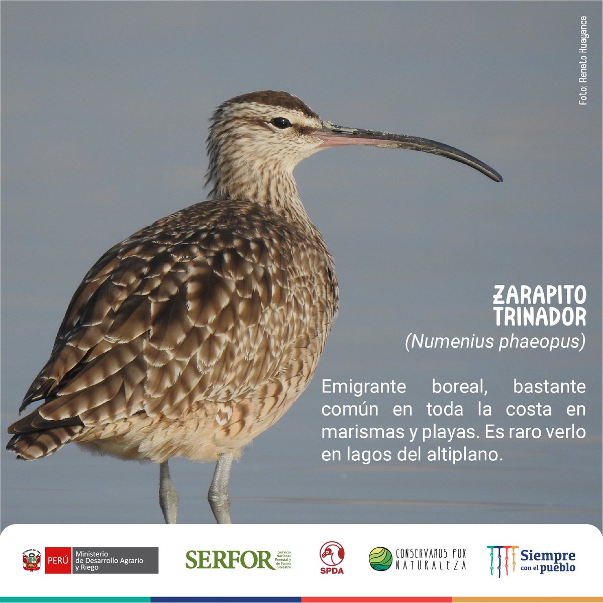 SerforPeru's tweet photo. #DMAM2022🐦🌃Esta noche, miles de aves migrarán. Pero, muchas no llegarán a sus destinos.
La contaminación lumínica desorienta a estas especies, provocando su agotamiento, depredación y colisión letal.
▶️Conoce algunas aves migratorias víctimas de la contaminación lumínica. (2/3) https://t.co/gleIuUHgiG
