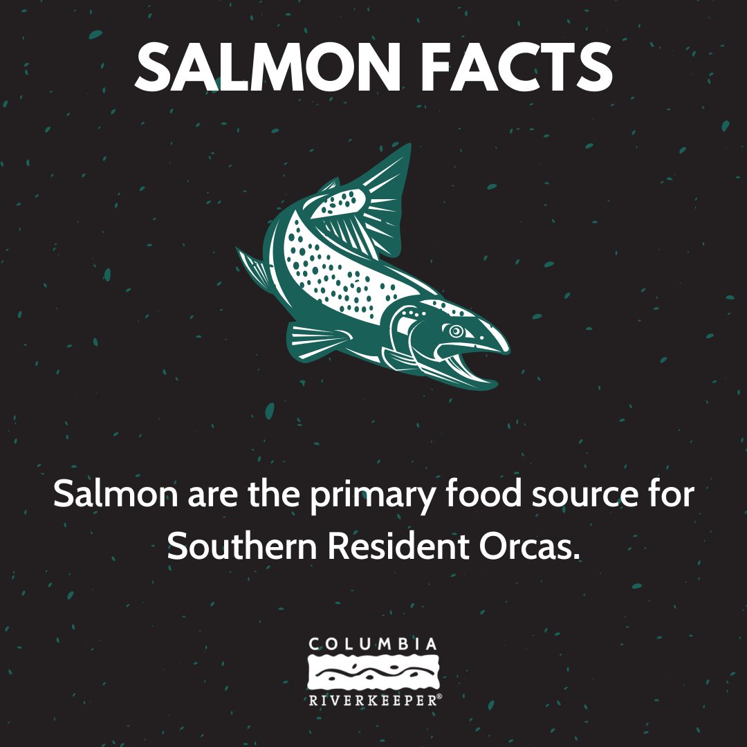 ColumbiaRKeeper's tweet photo. Do you know your salmon facts?
Read more about Lower Snake River dam removal and take action to save salmon from extinction!
https://t.co/qP2qspDxWs
#savingsalmon #savesalmon #stopextinction #savesalmonandorca #savetheorcas #saveorcas #savethesalmon https://t.co/4XPUn5Pees