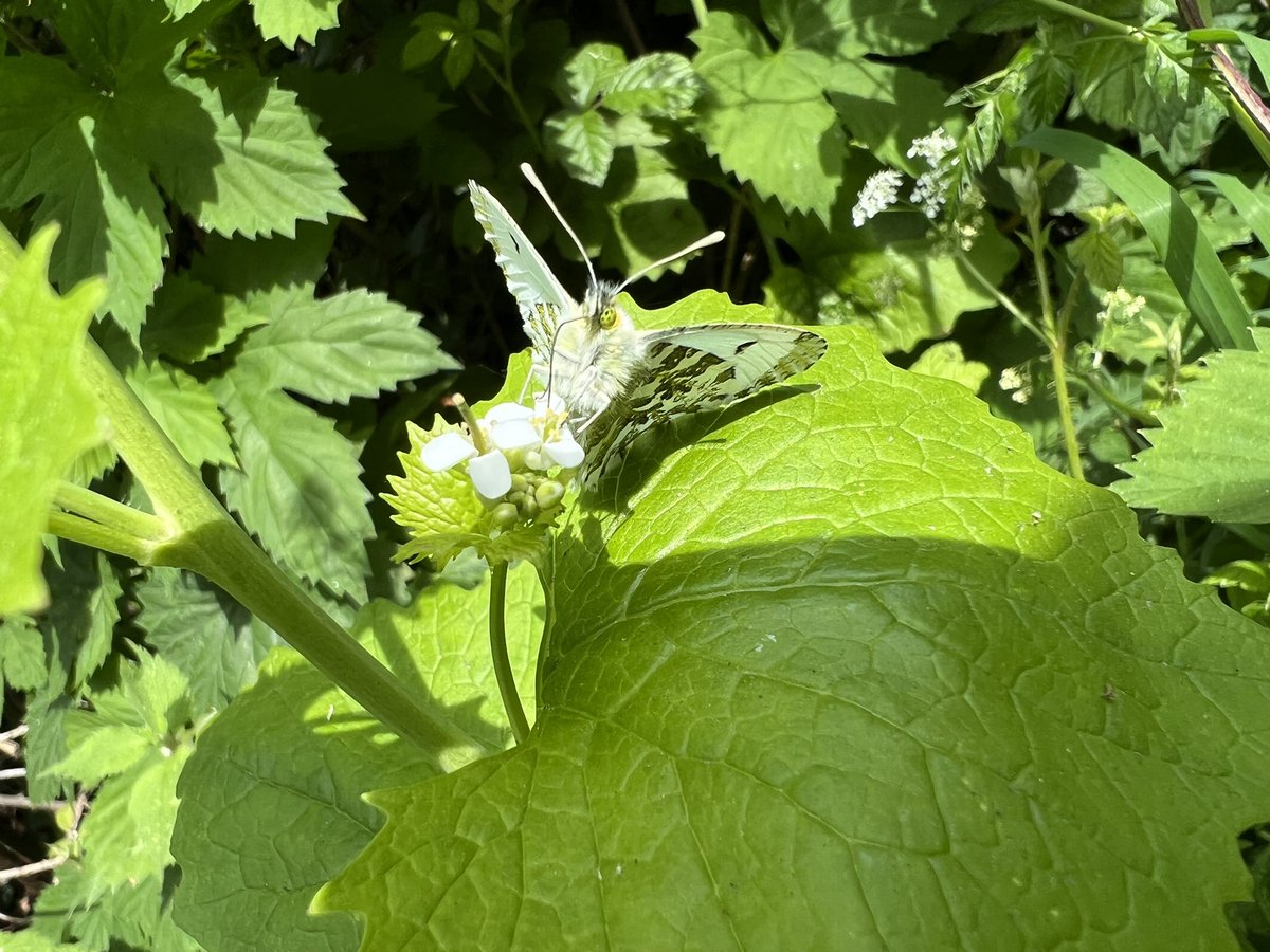 wright_pip's tweet photo. Snapped some pictures of a female Orange-tip butterfly feeding on wild garlic mustard flowers today. 🦋🌱 Birdham, West Sussex. @savebutterflies @BCSussex https://t.co/MUmvqA41Xs