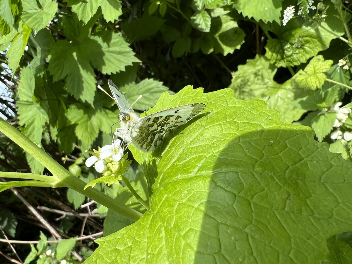 wright_pip's tweet photo. Snapped some pictures of a female Orange-tip butterfly feeding on wild garlic mustard flowers today. 🦋🌱 Birdham, West Sussex. @savebutterflies @BCSussex https://t.co/MUmvqA41Xs