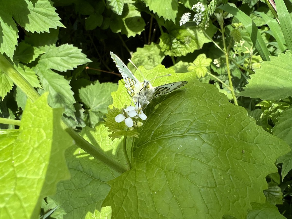 wright_pip's tweet photo. Snapped some pictures of a female Orange-tip butterfly feeding on wild garlic mustard flowers today. 🦋🌱 Birdham, West Sussex. @savebutterflies @BCSussex https://t.co/MUmvqA41Xs