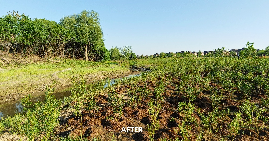 TRCA_HQ's tweet photo. This #FeatureFriday, we are highlighting the Duncan Foster stream restoration project, where TRCA re-aligned 126m of stream and planted 2,000 native trees and shrubs to reduce sedimentation and improve water quality for the endangered #RedsideDace. https://t.co/CjhRo1fvoy