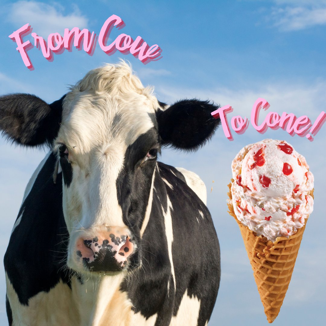 brustersvegas's tweet photo. You know the drill! Our treats are from cow to cone... making them the FRESHEST! 

#icecream #brustersveagas #brustersicecream #brusters #brustersvegas #cowtocone
#lasvegaseats #freshmade #vegaslocal #vegasfood #sweettooth https://t.co/SFHzGfpUue
