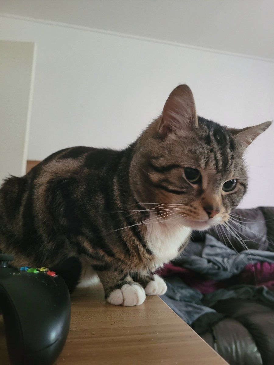 Sparky (big boye type) tweet media