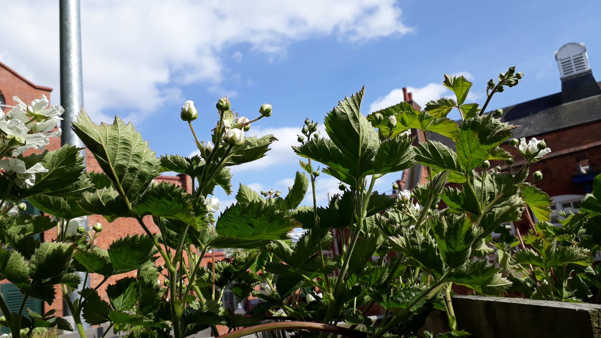 fruitnutvillage's tweet photo. The #ForestGarden @stirchleybaths and @StirchLibrary today. #ThornlessBlackberry #Medlar #Elder #FanCherries https://t.co/XWvAqnwUhy