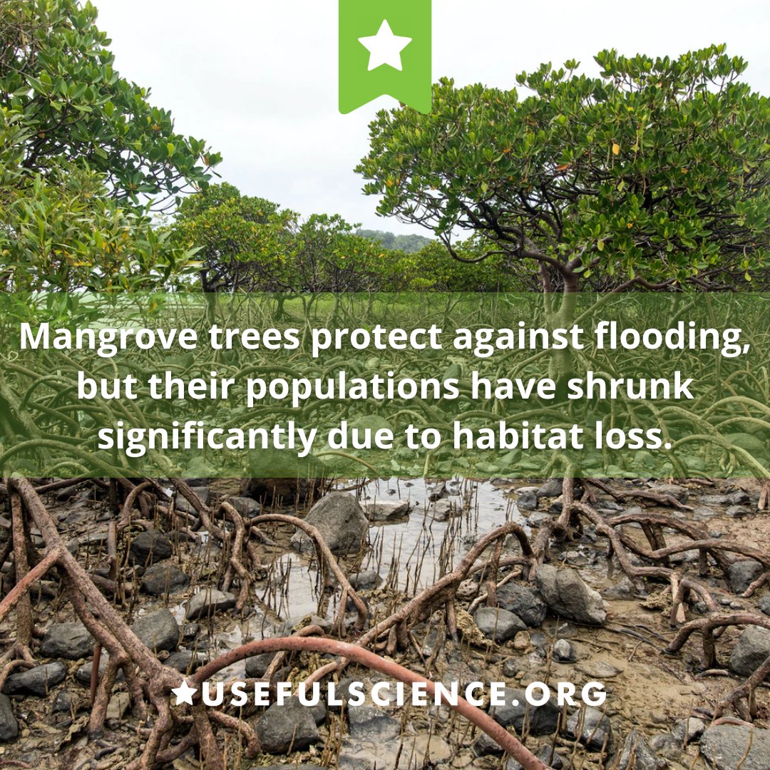 usefulsci's tweet photo. What things do you do to help the environment?

#environment #mangrovetrees #usefulscience

https://t.co/pGKTiodsn2 https://t.co/2Nu5KVRUbL