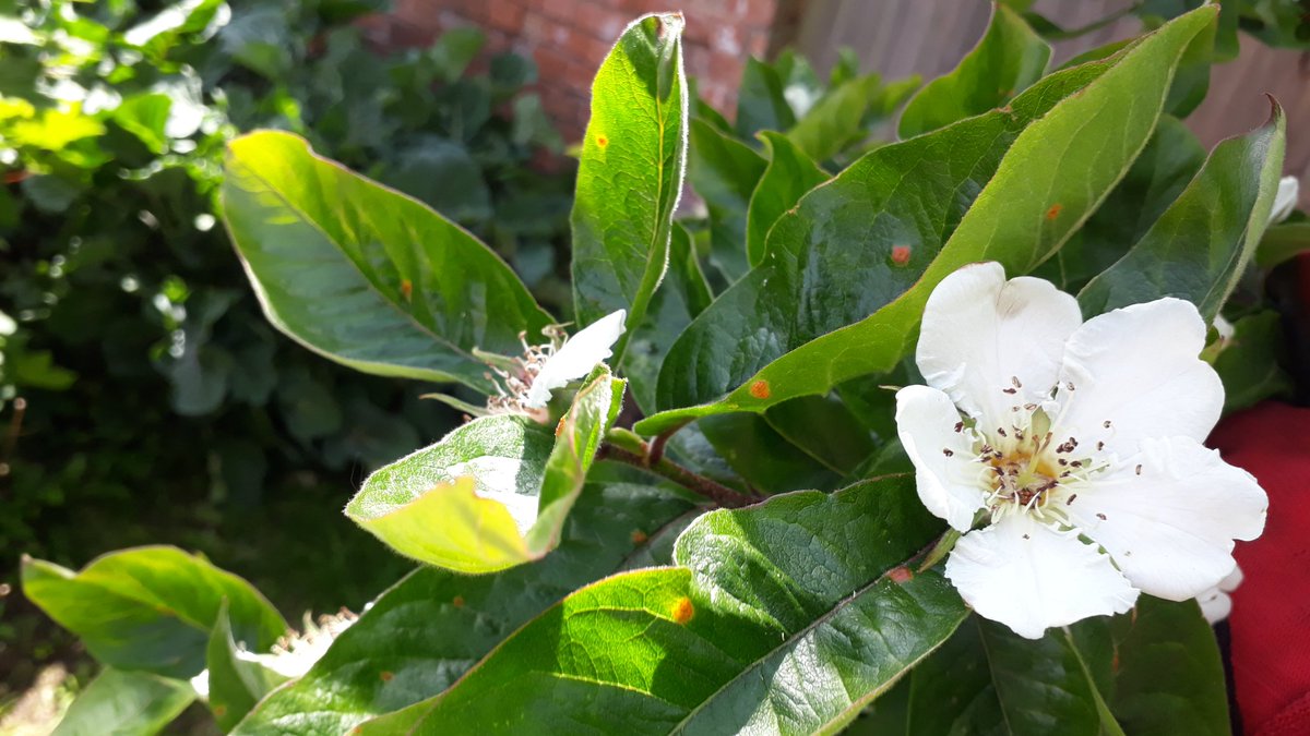 fruitnutvillage's tweet photo. The #ForestGarden @stirchleybaths and @StirchLibrary today. #ThornlessBlackberry #Medlar #Elder #FanCherries https://t.co/XWvAqnwUhy