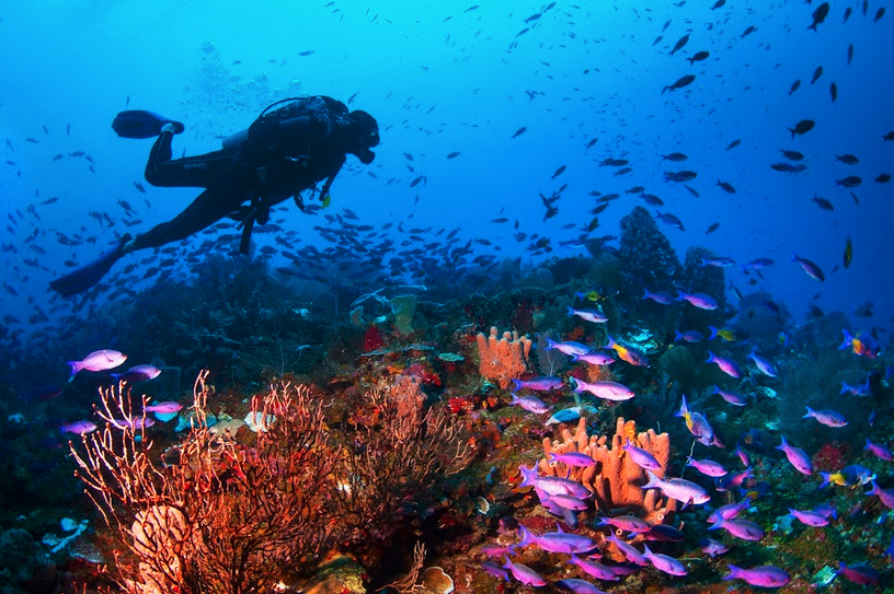 coral_org's tweet photo. Hey Long Beach residents and visitors! If you're at @SCUBAShow this weekend, come visit us at booth #437. For more information, click here: https://t.co/Ha4Klym3Xe

📸 Antonio Busiello

#ScubaShow2022 #Scuba #ScubaShow #SoCal #LongBeach https://t.co/3sWKxonLFS