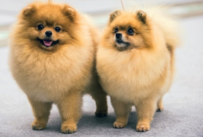 I like this cute dog☺️☺️they make my heart melt