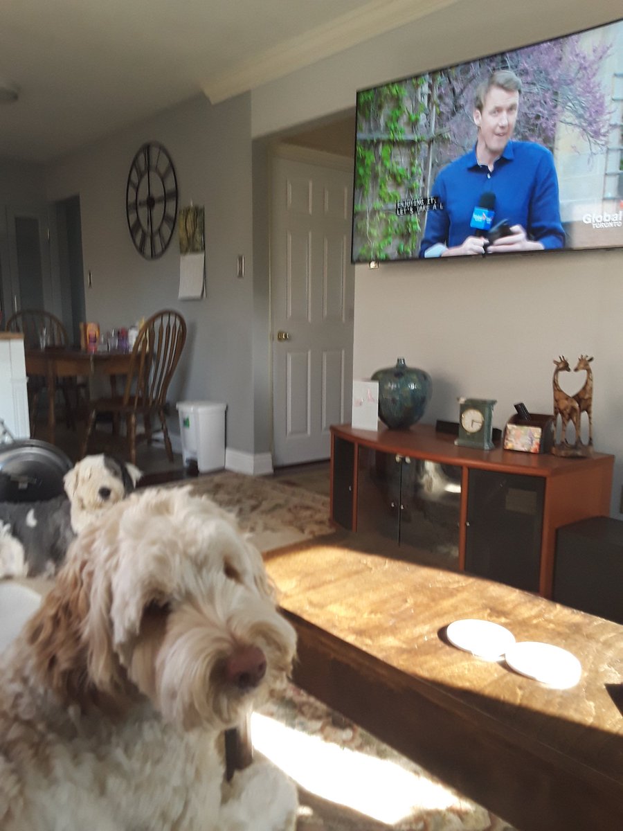 Rocky the Labradoodle from Milton waiting for storm