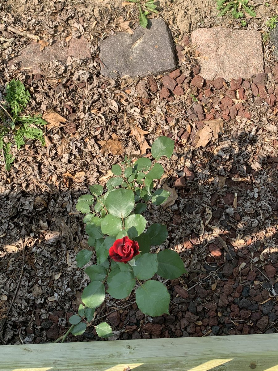 m4delynne's tweet photo. got a lil too excited about my roses blooming. i’m turning into oma https://t.co/sV1MLXVEWi