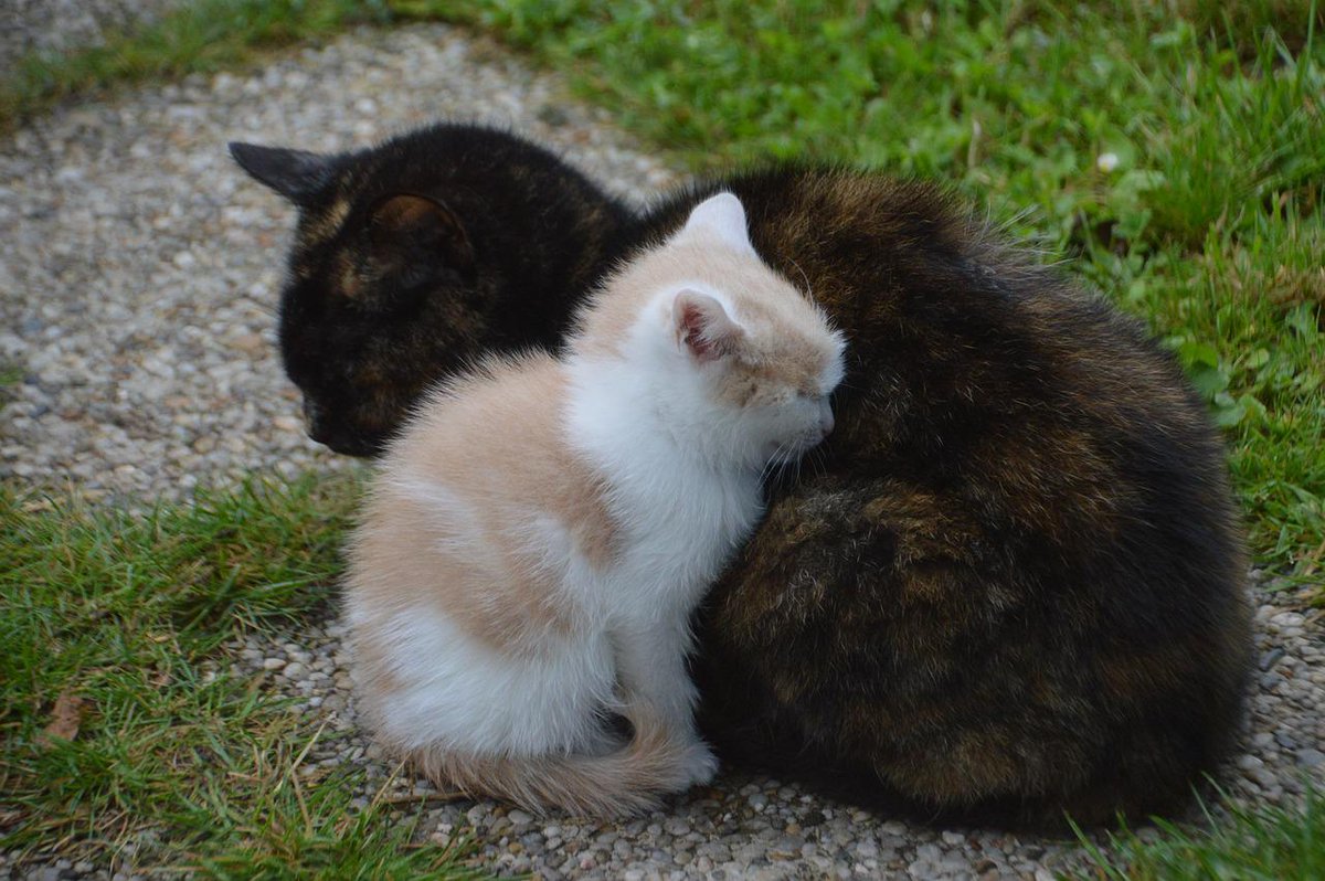 ComCatMag's tweet photo. Happy #NationalHugYourCatDay! Is your cat a ‘hugger’ or not? https://t.co/iaMfNTcZ3d