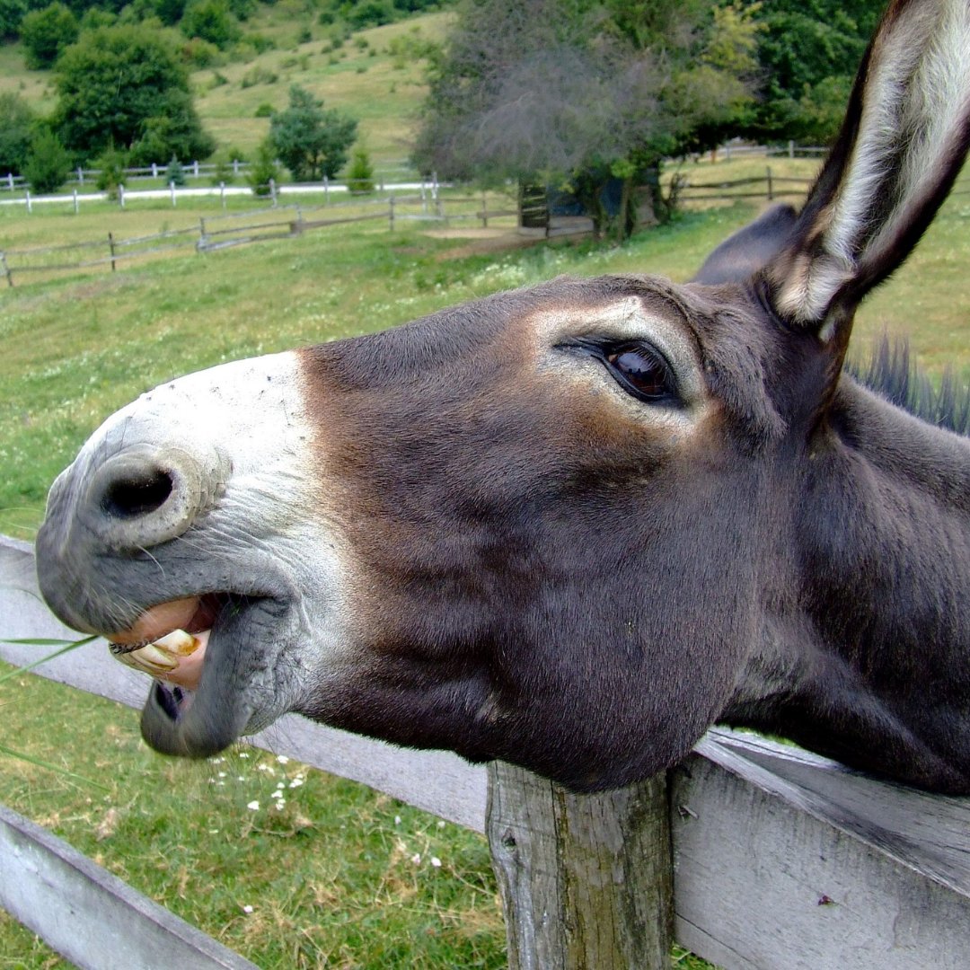 brannonsmiles's tweet photo. ❓❓DID YOU KNOW❓❓ 
In the Middle Ages, the cure for a toothache was to kiss a donkey. 😯 👄
#DidYouKnow #DentalTrivia #MiddleAgesToothache https://t.co/7CTieFIKAb