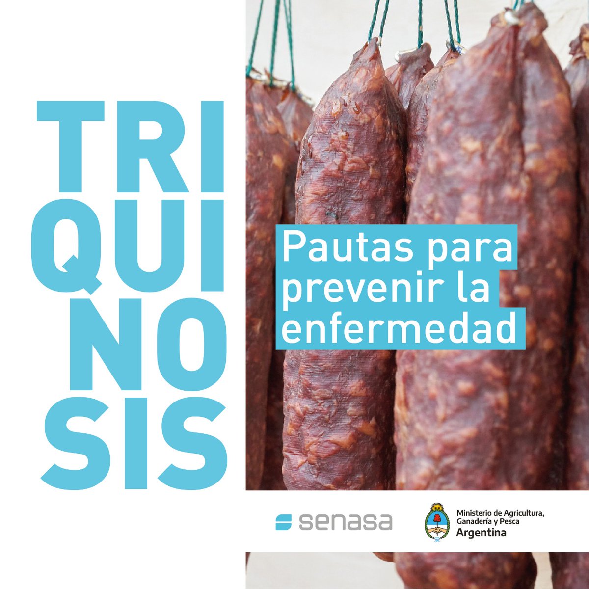 SenasaAR's tweet photo. La #triquinosis 🐷 es una enfermedad parasitaria endémica. Es causada por larvas de nematodes del género Trichinella, que afectan al ser humano, mamíferos domésticos, silvestres, aves y reptiles. https://t.co/7BUEluBlK1