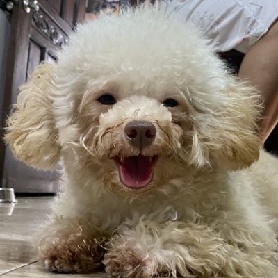 kimierotti's tweet photo. HIS NAME IS SIRI. #NewProfilePic https://t.co/vfZtmCszx0