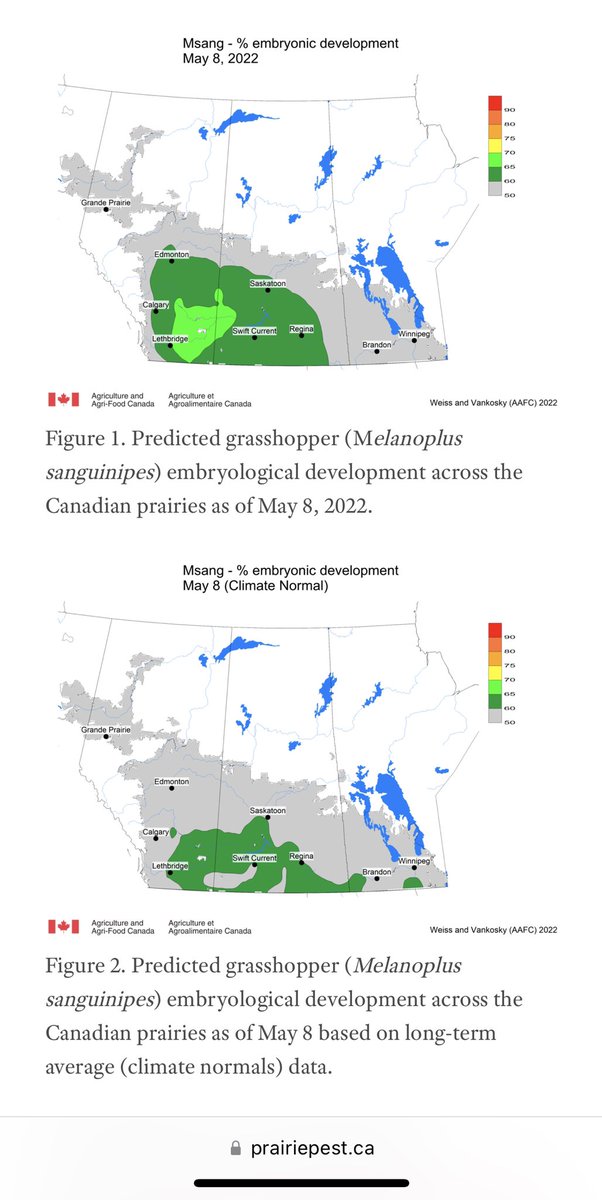 A lot of questions about what recent rains are going to do to grasshoppers. At this point, eggs have not hatched thanks to cooler spring temps. Only early nymphs are at risk from heavy rain. Eggs are pretty indestructible! prairiepest.ca/2022/week-1/#p…