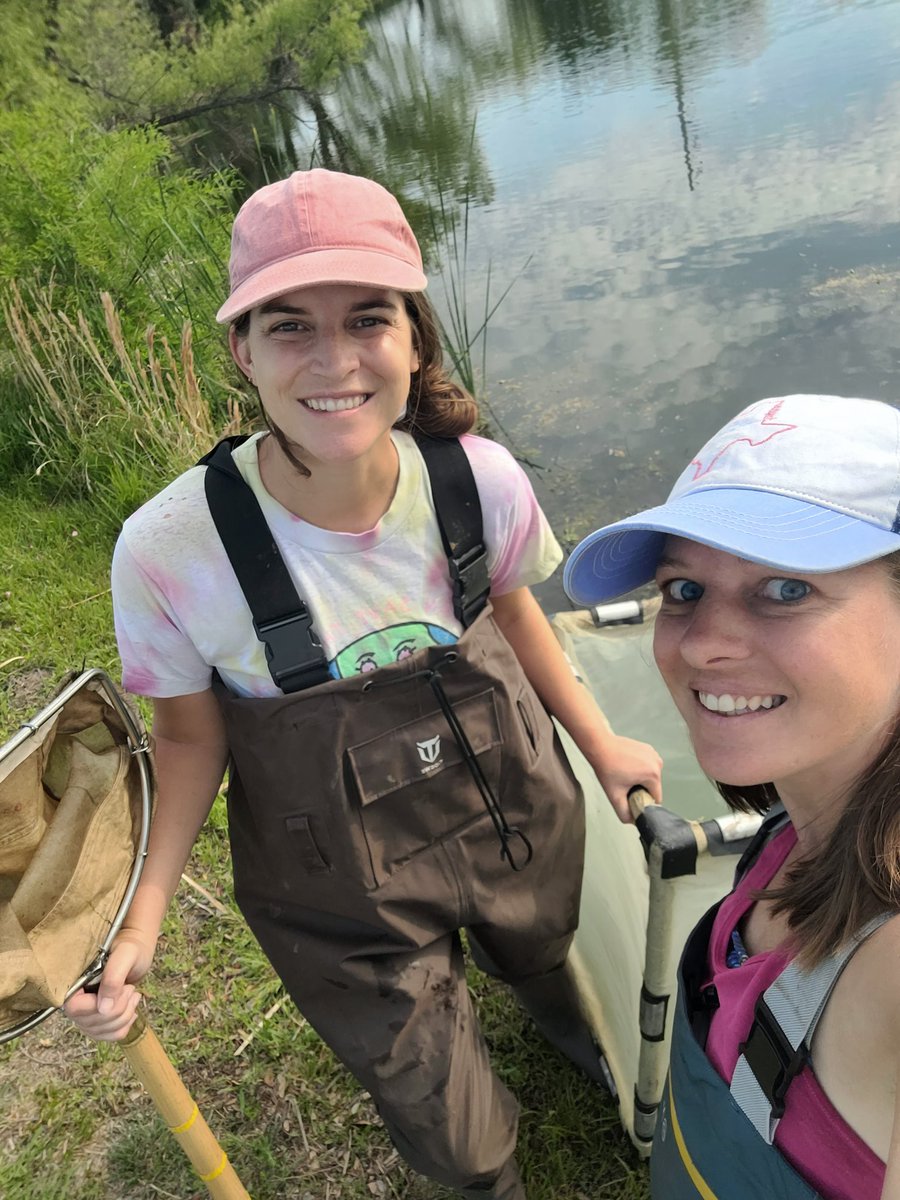 Getting sampling in before #JASM22 next week. Come find us at wed night poster session at 5:30pm. Gill Stallings is talking about dragonfly production in stormwater ponds #ponds #aquaticinsects