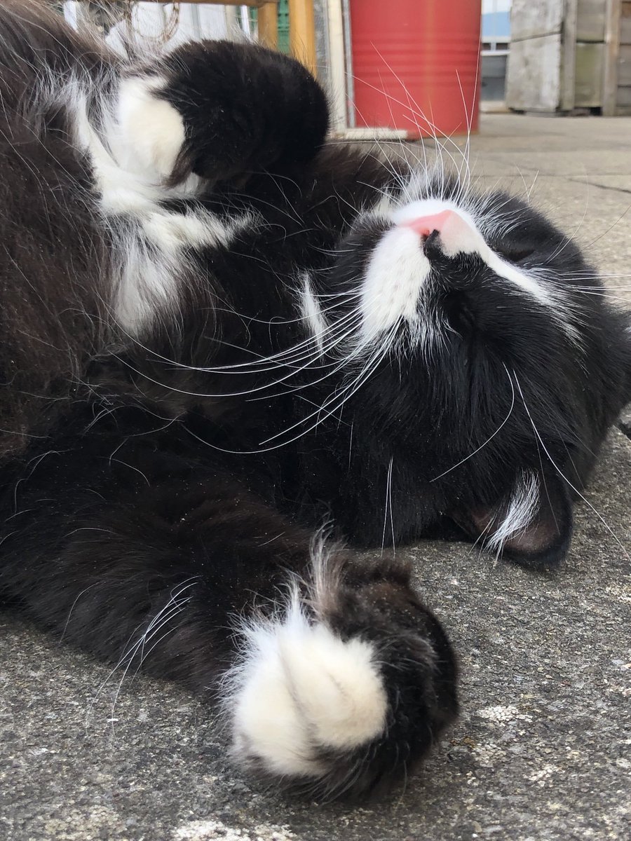 ChatMiles's tweet image. À 200 likes, je vous montre ma bite fraîchement épilée (mine de rien, sans les poils, c’est un joli morceau) 🍆😸😽