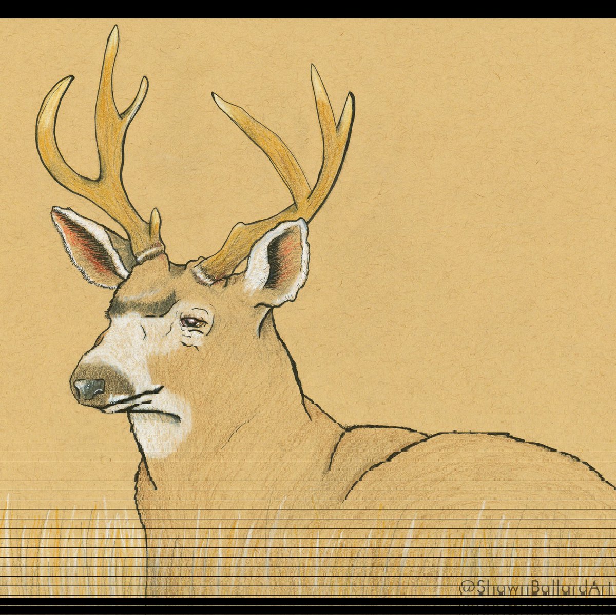 ShawnBallardArt's tweet photo. White-tailed Deer Buck
For Sale $75 - free US shipping
A portion of profits go to Conservation
Ink and Watercolor
on Toned Tan Paper 14"x11"
#deersketch #deerart #deerdrawing #bucksketch #whitetaileddeerbuck #northamericananimalart #whitetaileddeer #deerpainting #americananimal https://t.co/c6z8ZHhS8j