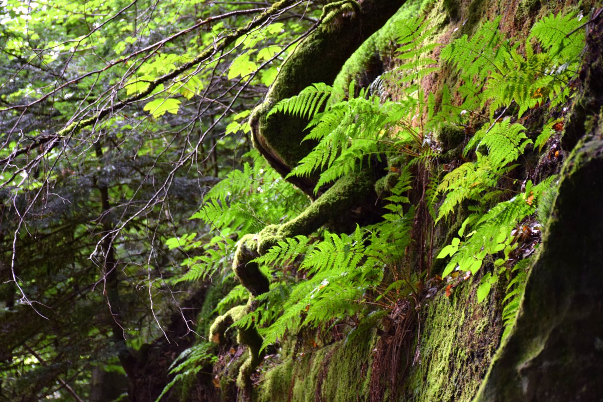 CbsCbt's tweet photo. Nous avons fait le choix de planter des arbres pour contribuer au reboisement de la forêt de Darney dans Les Vosges. #FBC22 #Plantonspourlavenir #arbre
Tout savoir ici https://t.co/sn6CNTvMH3
#plantation #arbre #Forêt #forêtdexception #fodex #Vosges #FBC22 #avenir #ODD13 #ODD15 https://t.co/MroBYzailI