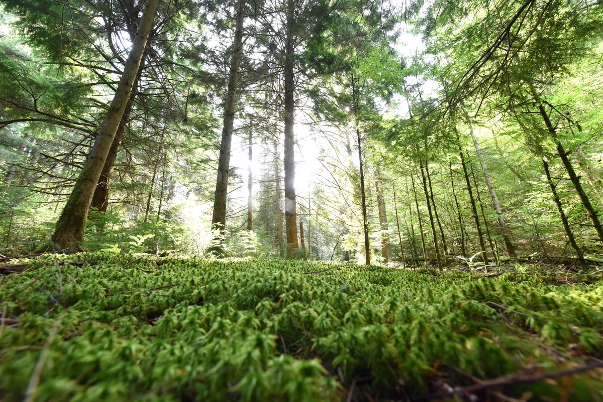 CbsCbt's tweet photo. Nous avons fait le choix de planter des arbres pour contribuer au reboisement de la forêt de Darney dans Les Vosges. #FBC22 #Plantonspourlavenir #arbre
Tout savoir ici https://t.co/sn6CNTvMH3
#plantation #arbre #Forêt #forêtdexception #fodex #Vosges #FBC22 #avenir #ODD13 #ODD15 https://t.co/MroBYzailI