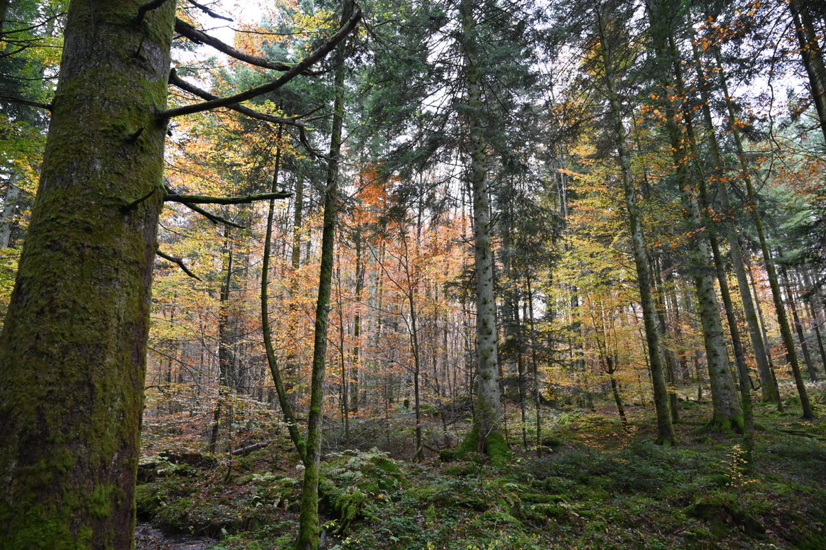 CbsCbt's tweet photo. Nous avons fait le choix de planter des arbres pour contribuer au reboisement de la forêt de Darney dans Les Vosges. #FBC22 #Plantonspourlavenir #arbre
Tout savoir ici https://t.co/sn6CNTvMH3
#plantation #arbre #Forêt #forêtdexception #fodex #Vosges #FBC22 #avenir #ODD13 #ODD15 https://t.co/MroBYzailI