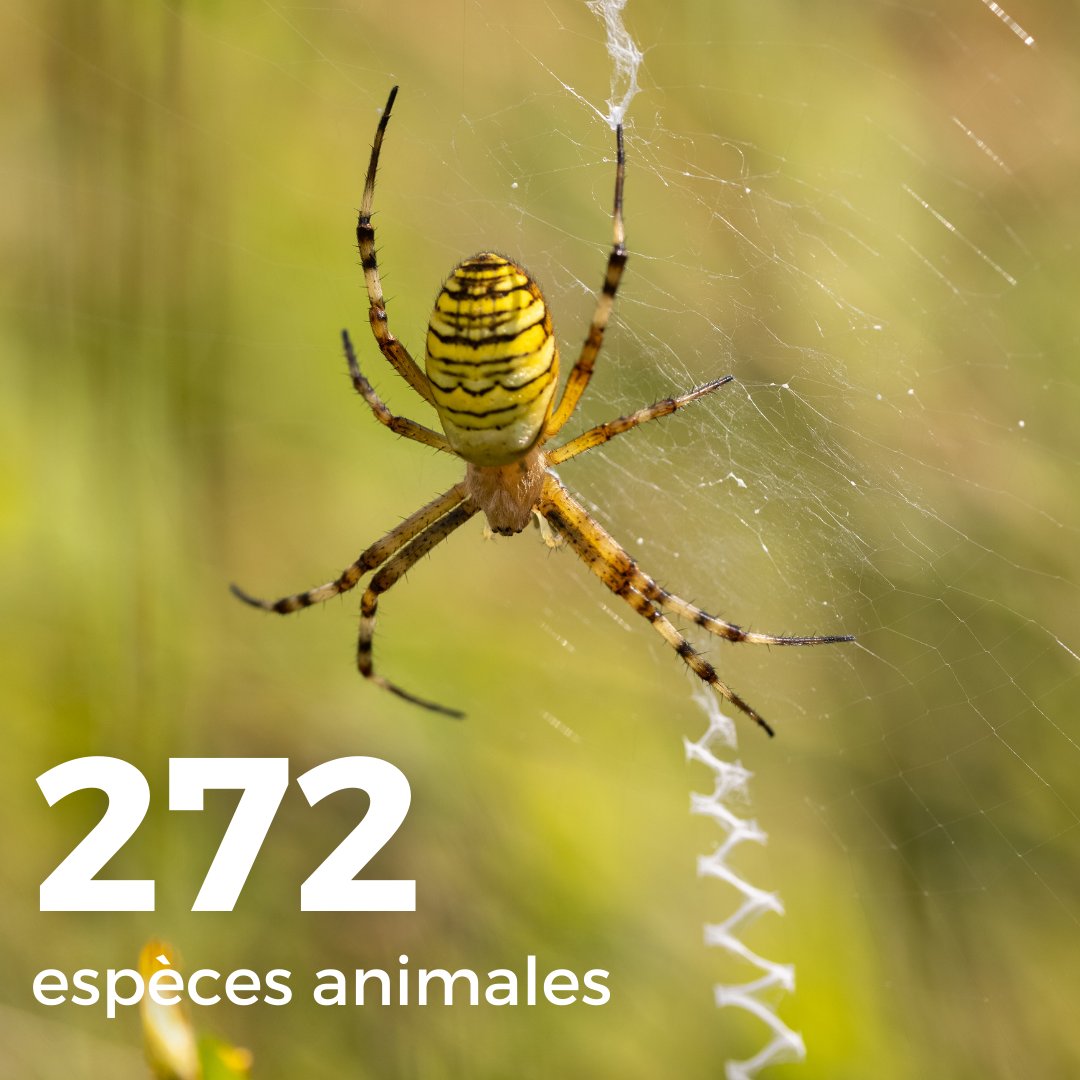 FondationYR's tweet photo. 🖐Bienvenue à l’Observatoire de la biodiversité. L'Argiope Frelon, l'Hottonie et l'Iris des marais grouillent parmi des petits spécimens intrigants. 🌷🕸🦋🐝
👀Lassez-vous surprendre ! Venez, arpentez le platelage à la Gacilly.
@GroupeRocher, @LPOFrance
©C. Cardinal, ©E. Berthier https://t.co/9wNKd5vX7i