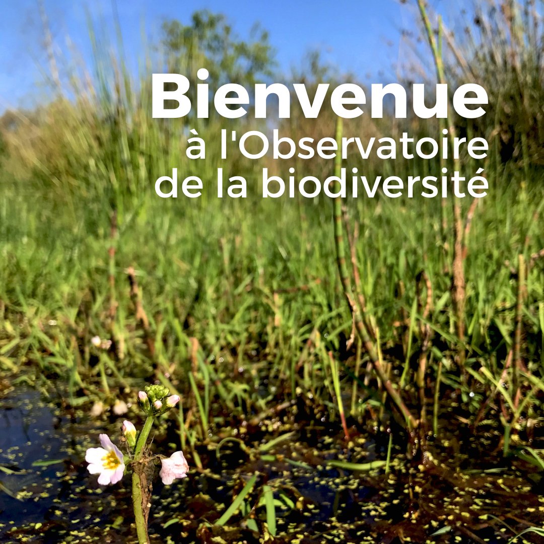 🖐Bienvenue à l’Observatoire de la biodiversité. L'Argiope Frelon, l'Hottonie et l'Iris des marais grouillent parmi des petits spécimens intrigants. 🌷🕸🦋🐝 👀Lassez-vous surprendre ! Venez, arpentez le platelage à la Gacilly. @GroupeRocher, @LPOFrance ©C. Cardinal, ©E. Berthier