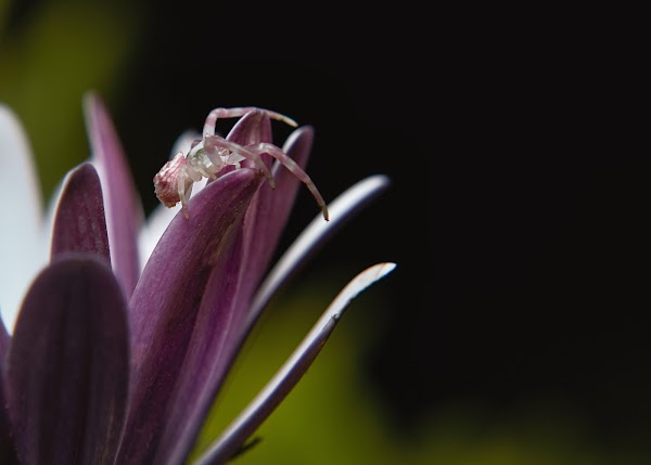 nomadic_frame's tweet photo. "Friday the 13th" &amp; nothing better than some itsy bitsy spiders to scare miss muffet away

#insectography collection on @opensea 

Credit Cards, $ETH, $WETH, $SAND, $USDC or even $APE coin accepted
👉https://t.co/jkzXA5fo92

Inviting my @MacroPhotosNFTs #macrew to share theirs https://t.co/Cf0Wd6Gk66