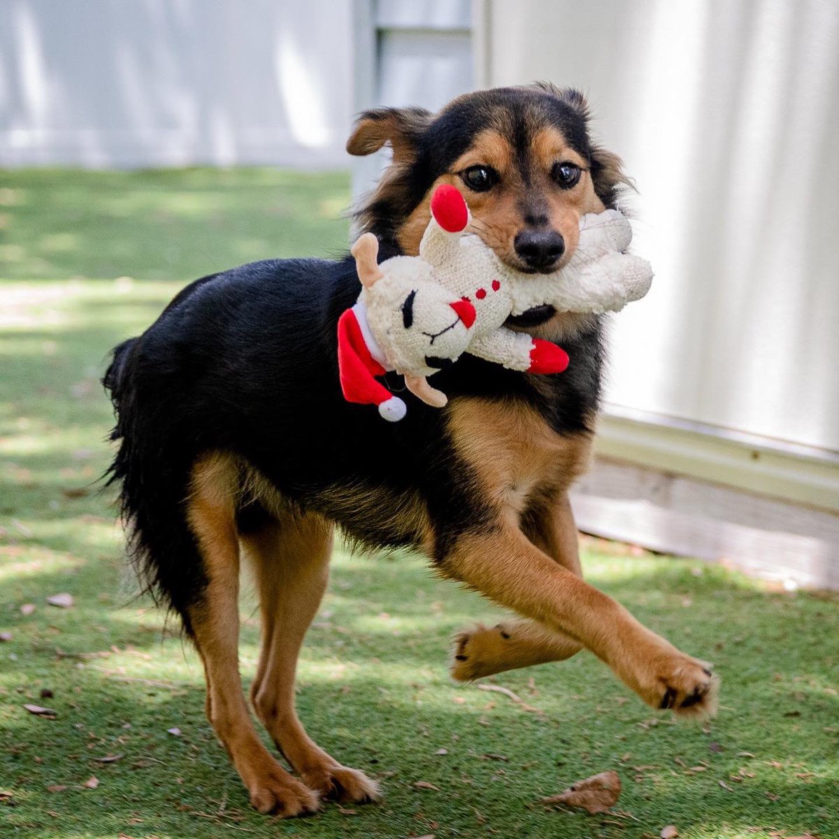 PetPalStPete's tweet photo. Playful, sweet and social, Gandalf will cast his spell on you! This one year old All American boy is always ready for a game of fetch or a quick cuddle on the couch. This gorgeous 1 year old, 16 pound mix will definitely bring magic into your home.
https://t.co/EXUXIS2eNi https://t.co/Kb5qlqJ73Q