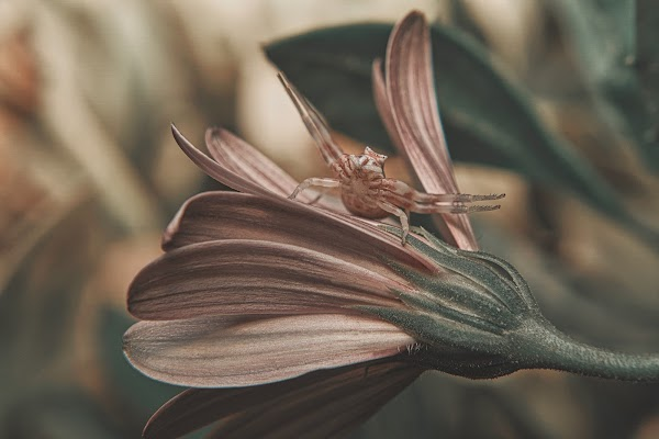 nomadic_frame's tweet photo. "Friday the 13th" &amp; nothing better than some itsy bitsy spiders to scare miss muffet away

#insectography collection on @opensea 

Credit Cards, $ETH, $WETH, $SAND, $USDC or even $APE coin accepted
👉https://t.co/jkzXA5fo92

Inviting my @MacroPhotosNFTs #macrew to share theirs https://t.co/Cf0Wd6Gk66