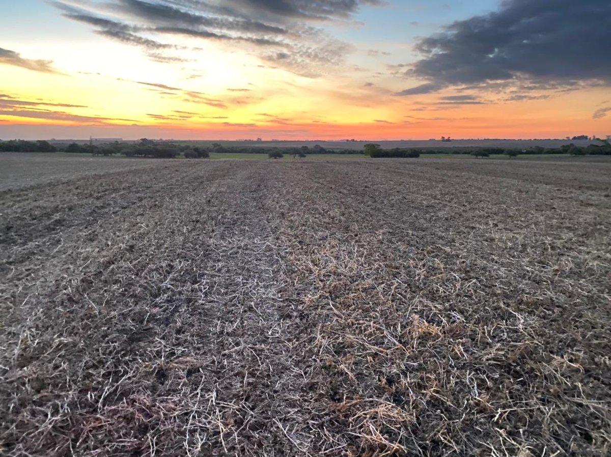 Miguel Bell tweet media