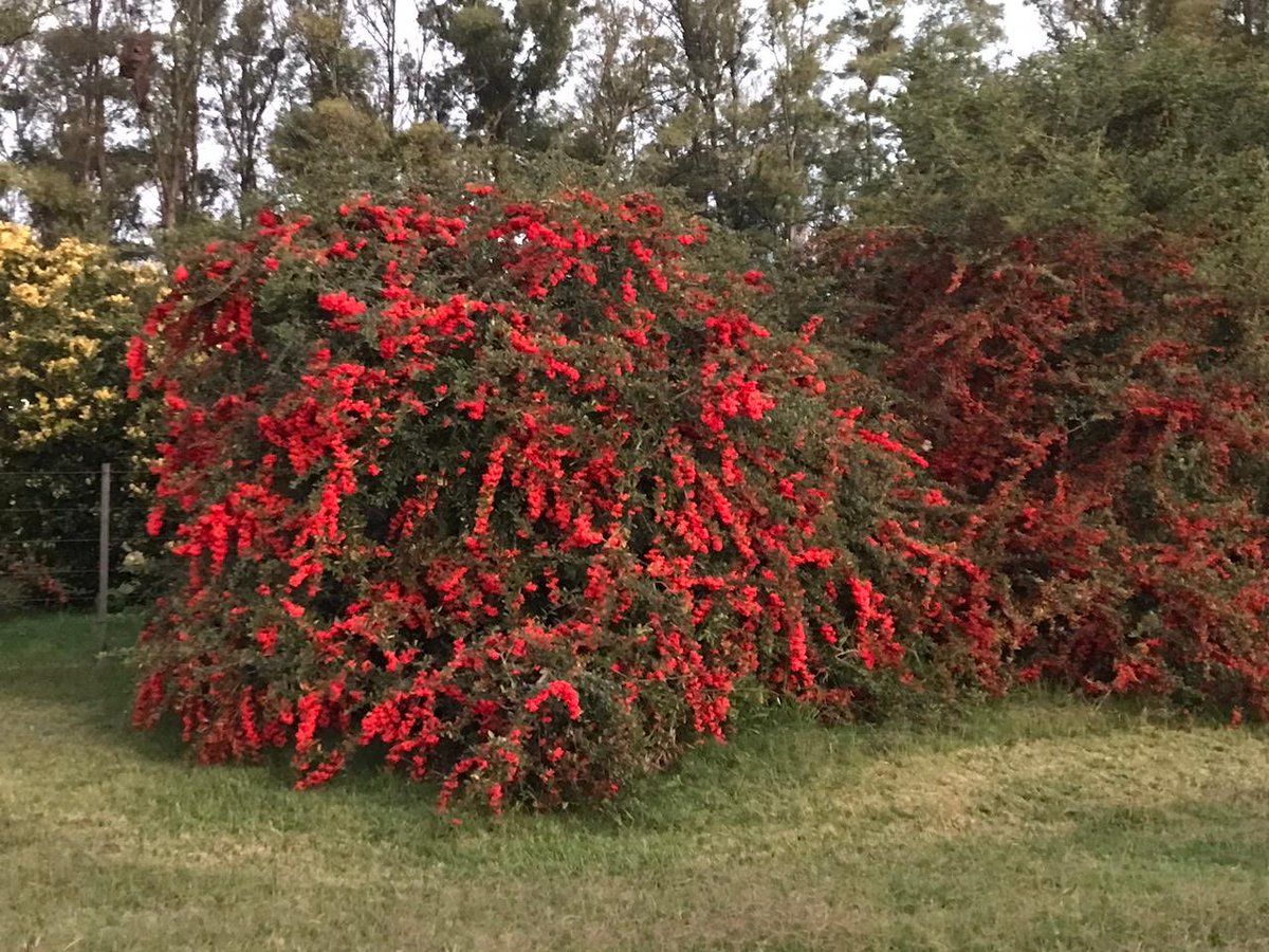 Miguel Bell tweet media