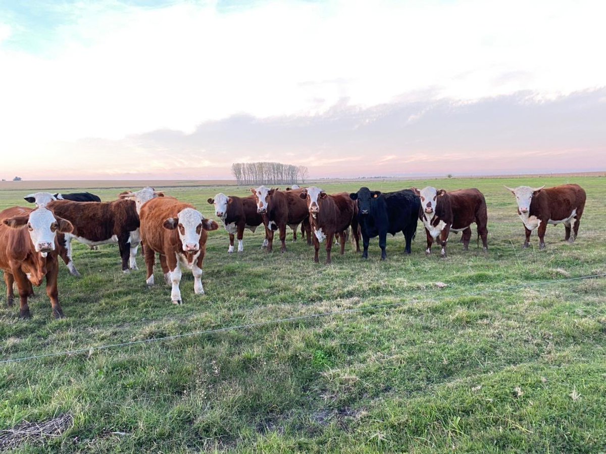 Miguel Bell tweet media