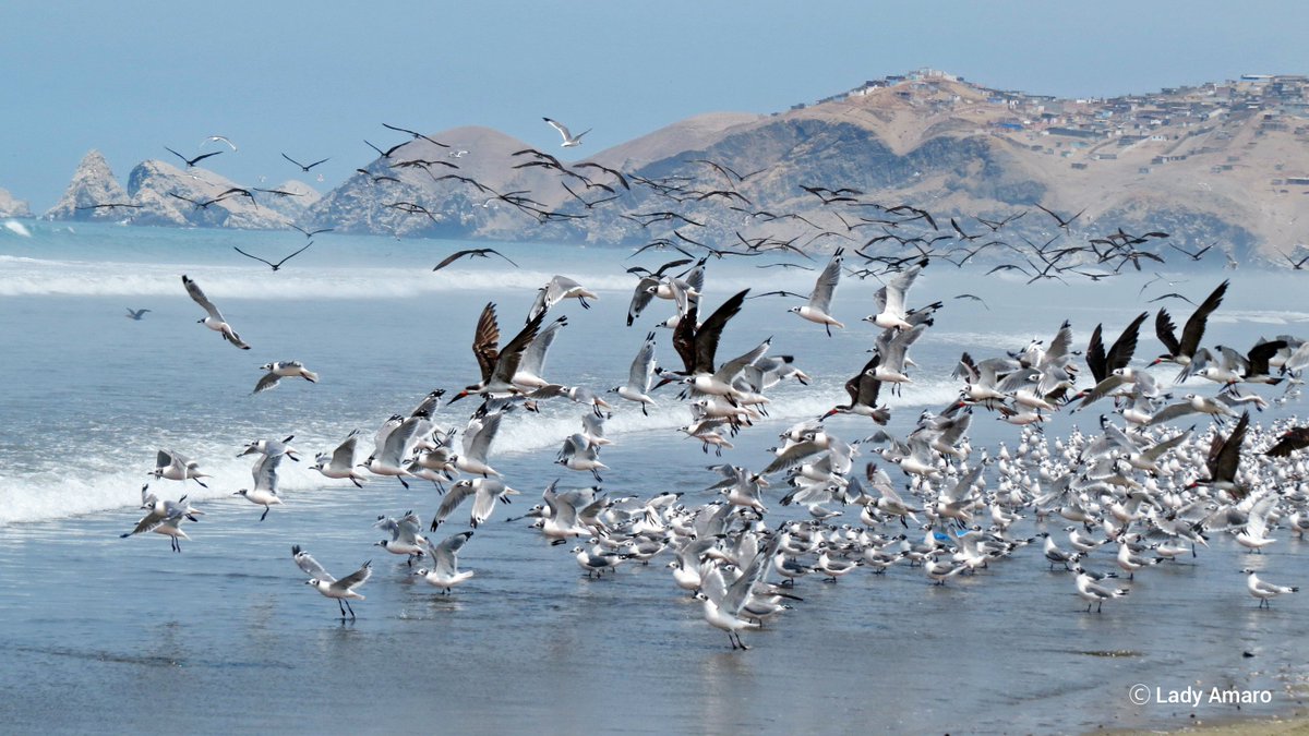 SerforPeru's tweet photo. ¿Sabías qué el #DiaMundialdelasAvesMigratorias no es solo un día. Las aves migran en tiempos diferentes y en diferentes regiones. Por ello, esta es una larga celebración durante el año.
¿Y tú, sabes cómo mostrar tu apoyo a las aves y a su conservación? #DMAM2022 https://t.co/p5zlTjy6AY