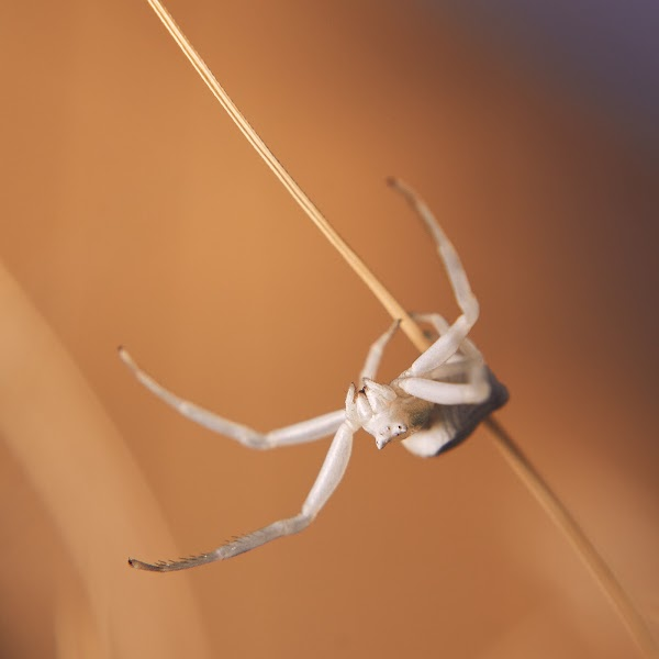 nomadic_frame's tweet photo. "Friday the 13th" &amp; nothing better than some itsy bitsy spiders to scare miss muffet away

#insectography collection on @opensea 

Credit Cards, $ETH, $WETH, $SAND, $USDC or even $APE coin accepted
👉https://t.co/jkzXA5fo92

Inviting my @MacroPhotosNFTs #macrew to share theirs https://t.co/Cf0Wd6Gk66