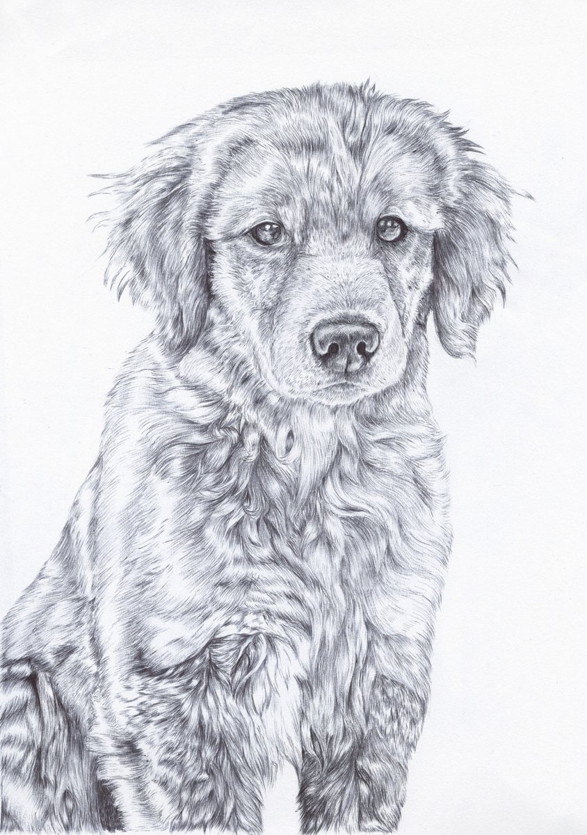 And the golden retriever biro drawing is done 🙌

#animalart #dogsoftwitter #traditionaart #ArtistOnTwitter #goldenretriever