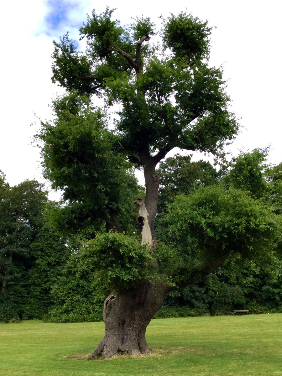 TiCLme's tweet photo. When I asked @yourcroydon to nominate their favourite #12trees

this is one of the ones they chose.

I’ll dance to that @WildHuntMorris https://t.co/NGp84o5PJz