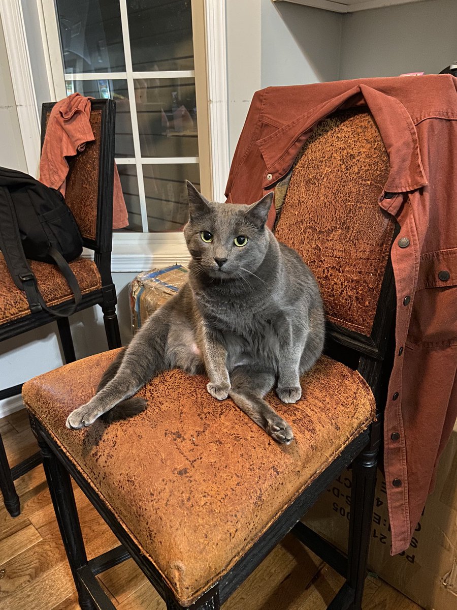 otisthecat69's tweet photo. what r u looking at ?? https://t.co/VA6gPA7kxQ
