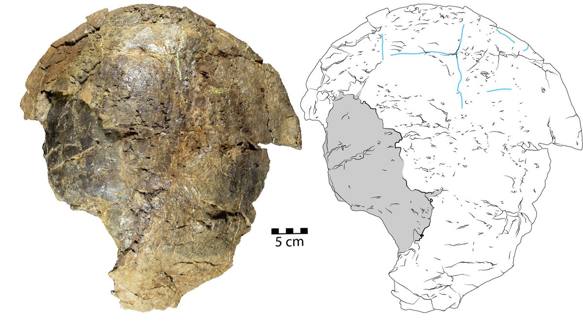heatherfsmith's tweet photo. This #FossilFriday, I'm putting the final touches on my team's abstract on Campanian turtles for #SVP2022. Hope to see many of my paleo colleagues in Toronto this fall! https://t.co/xvP5mkRdxQ
