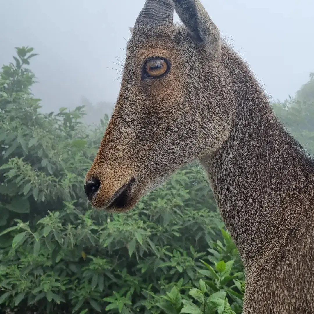 TheTrendingTalk's tweet photo. The Nilgiri tahr
#wildlifephotography #travelphotography #travelbloggers https://t.co/31ubuiiJ0q