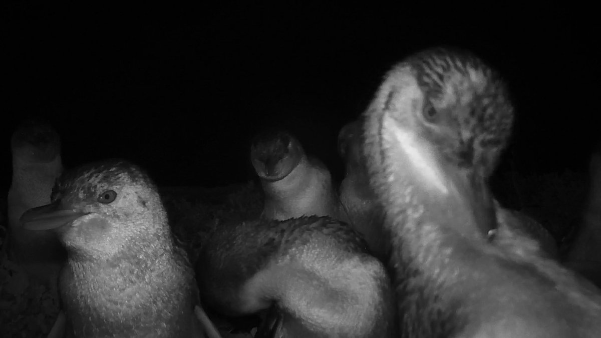 MotionTriggered's tweet photo. ..turn the area into a protected breeding ground for the penguins, and in 1992 @OBPC was established. Since then, the population has grown to several hundred little penguins. 🐧🐧

#OBPC is part of our video installation, which combines #trailcam footage from 21 different... https://t.co/cafmqfo3bC