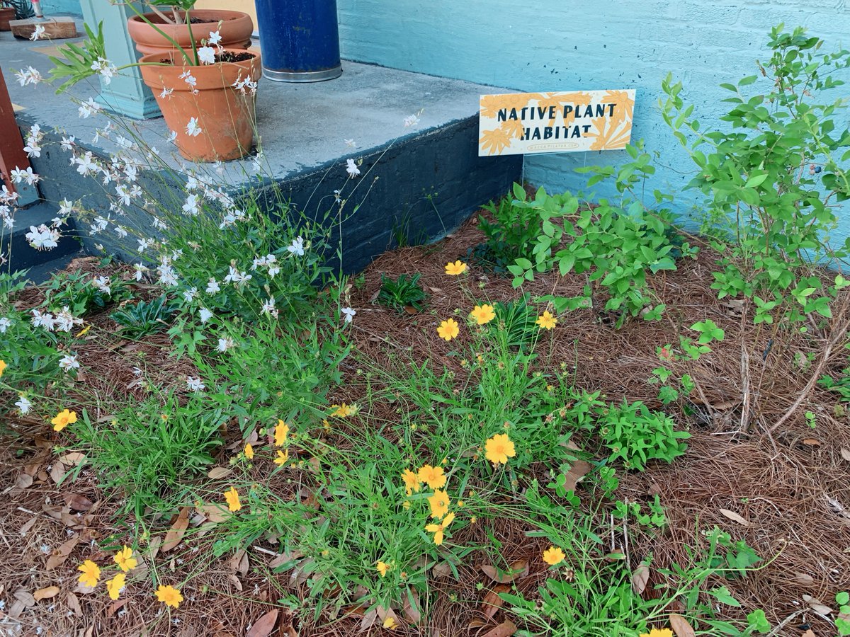 SJRiverkeeper's tweet photo. For #RiverFriendlyFriday, we'd like to give a shoutout to a local business that makes a point to be #RiverFriendly! We spotted this native plant habitat in front of Community Loaves in Jax. Beds like this help prevent runoff & keep fertilizers out of our waterways! #ForTheRiver https://t.co/6Y3m7Fpg01