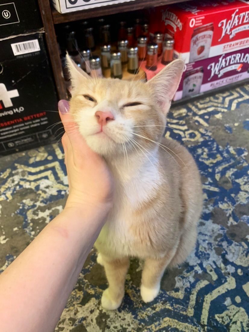 Bodegacats_'s tweet photo. https://t.co/JdDN5FECef